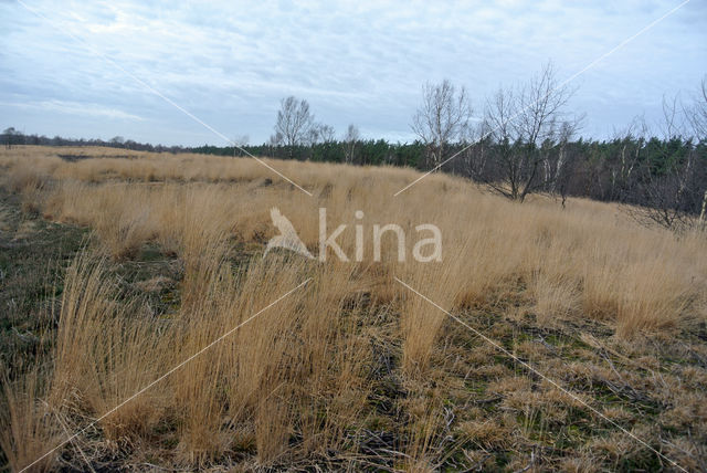 Pijpestrootje (Molinia caerulea)