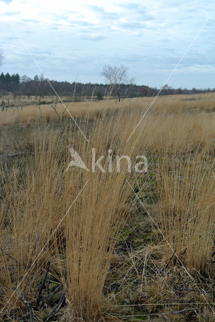 Pijpestrootje (Molinia caerulea)