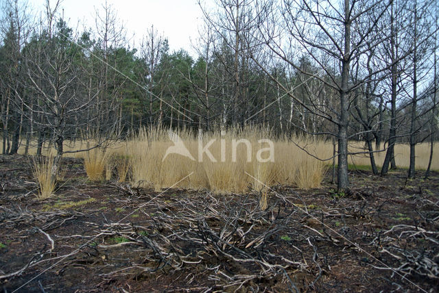 Pijpestrootje (Molinia caerulea)