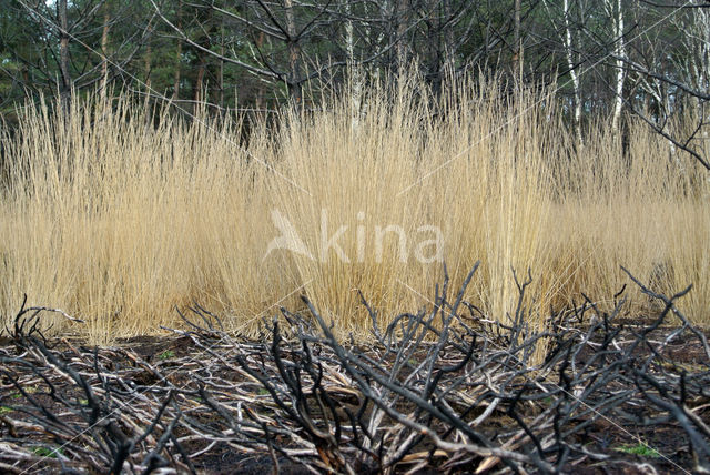 Pijpestrootje (Molinia caerulea)