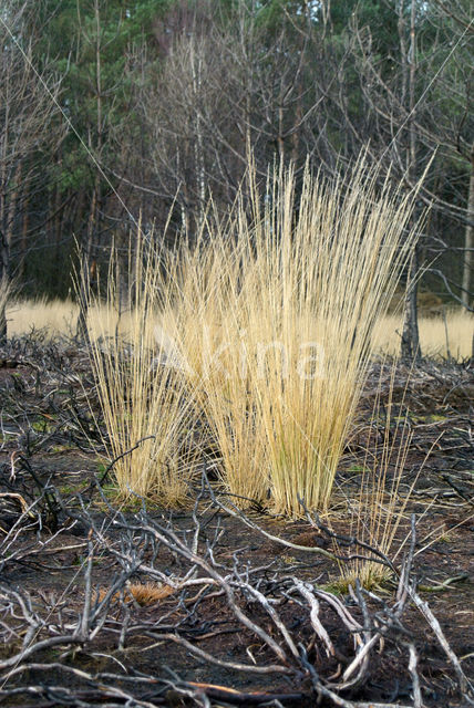 Purple Moor-grass (Molinia caerulea)