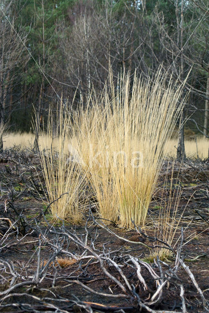 Pijpestrootje (Molinia caerulea)