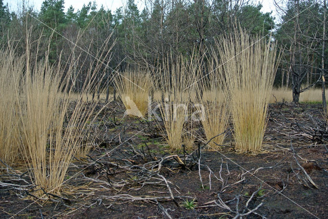 Pijpestrootje (Molinia caerulea)