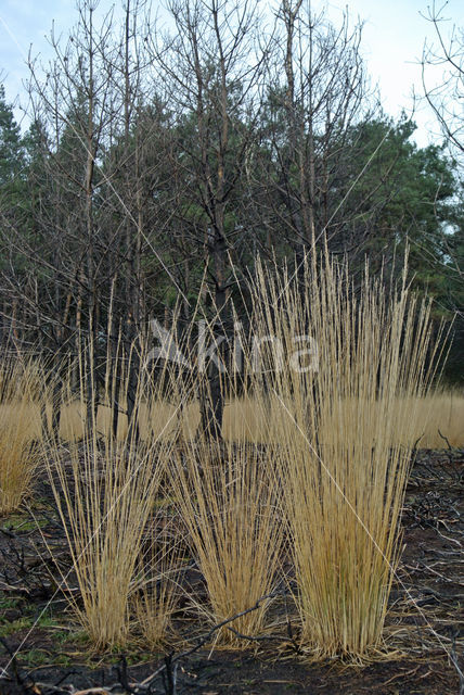 Pijpestrootje (Molinia caerulea)