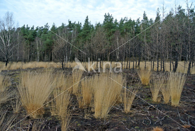 Pijpestrootje (Molinia caerulea)