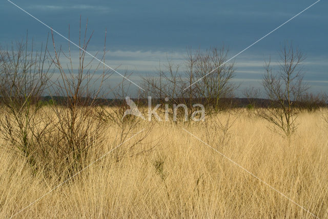 Pijpestrootje (Molinia caerulea)