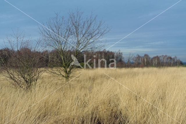 Pijpestrootje (Molinia caerulea)