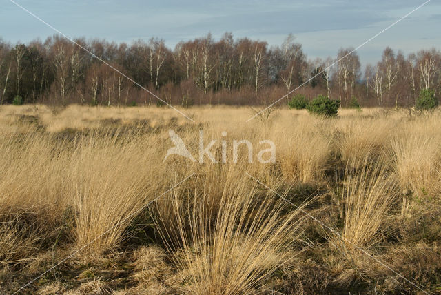 Purple Moor-grass (Molinia caerulea)