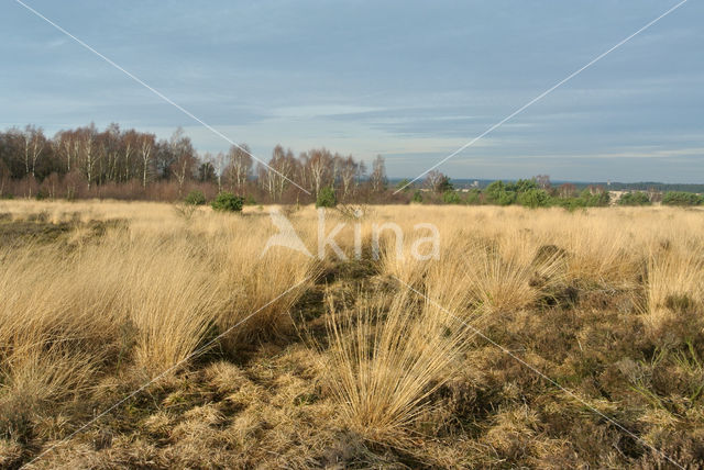 Pijpestrootje (Molinia caerulea)