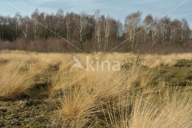 Purple Moor-grass (Molinia caerulea)