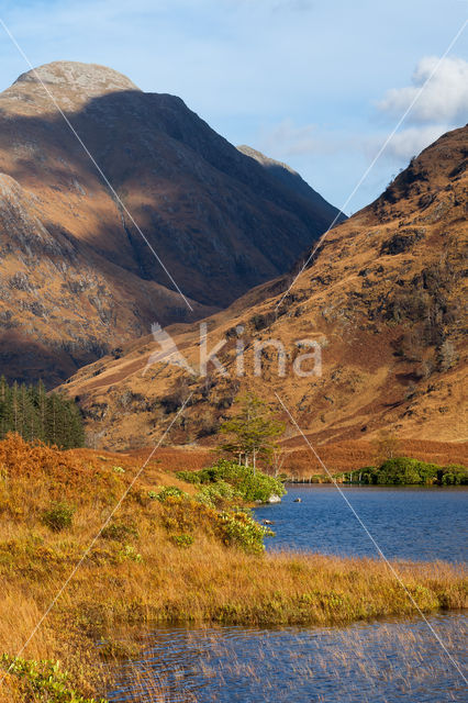 Purple Moor-grass (Molinia caerulea)