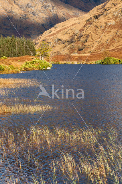 Purple Moor-grass (Molinia caerulea)