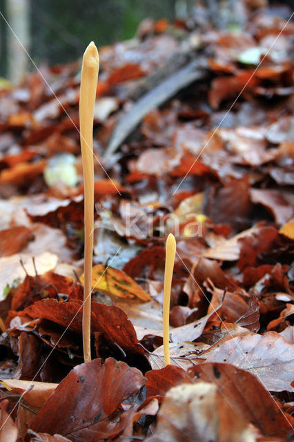 Pipe Club (Macrotyphula fistulosa)