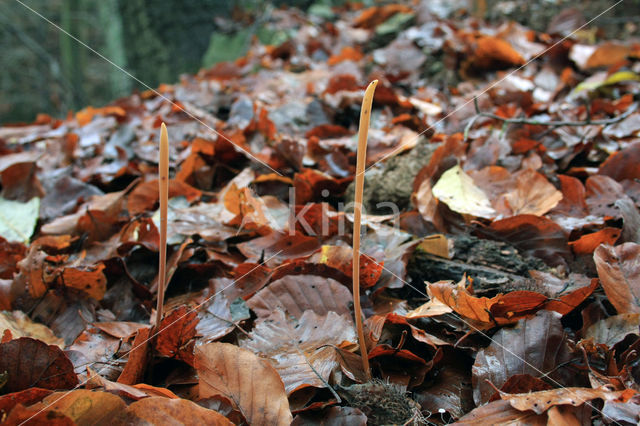 Pipe Club (Macrotyphula fistulosa)