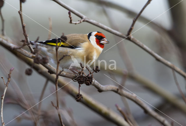 European Goldfinch (Carduelis carduelis)