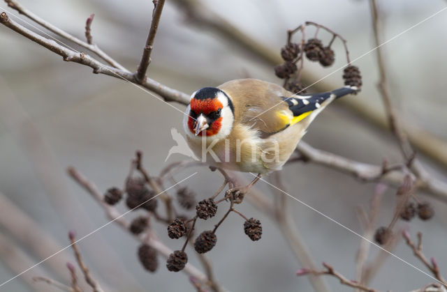 European Goldfinch (Carduelis carduelis)