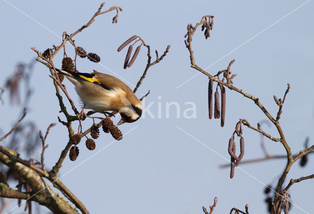 European Goldfinch (Carduelis carduelis)