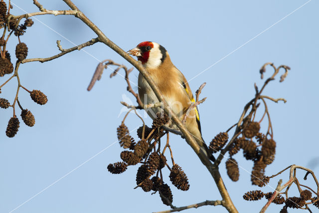 European Goldfinch (Carduelis carduelis)