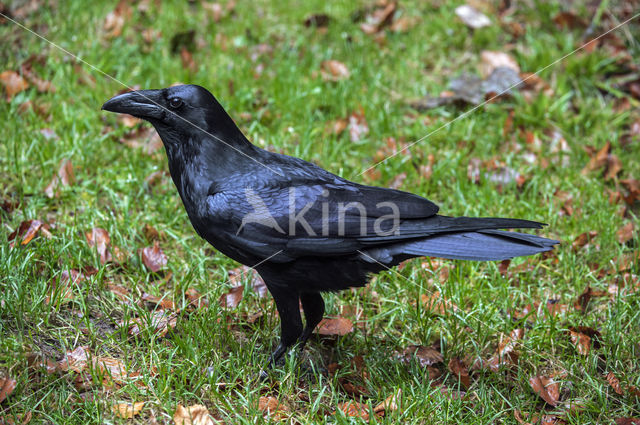 Raaf (Corvus corax)