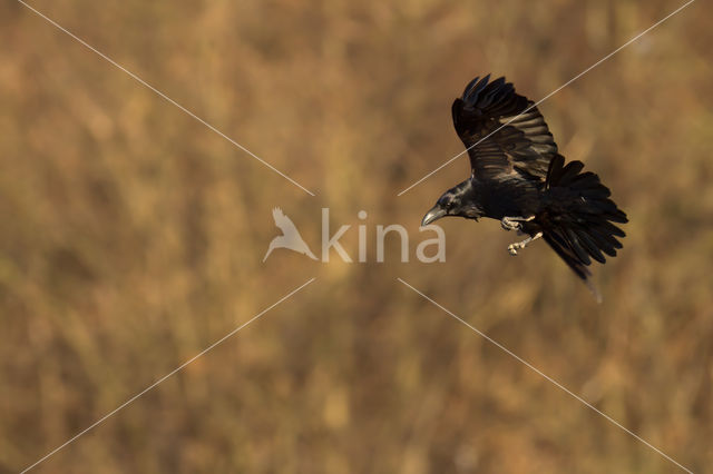 Raaf (Corvus corax)