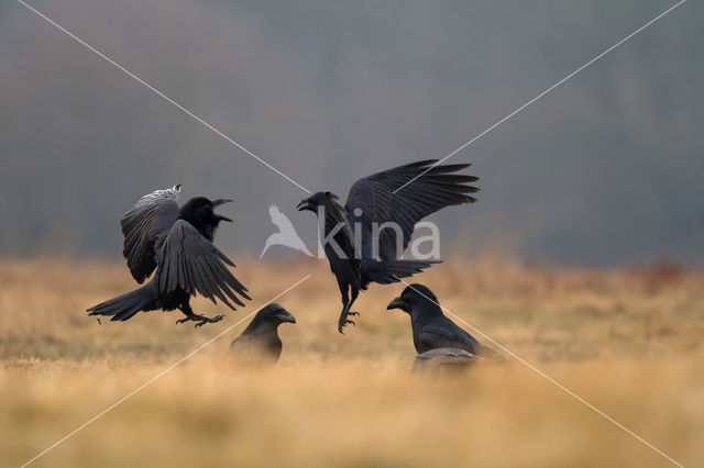 Raaf (Corvus corax)