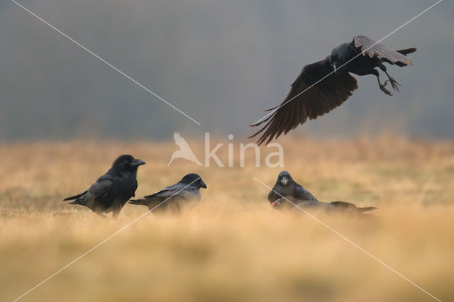 Raaf (Corvus corax)