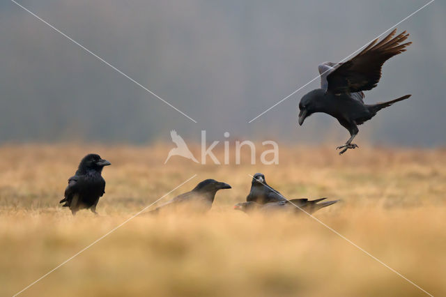 Raaf (Corvus corax)