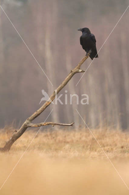 Raaf (Corvus corax)