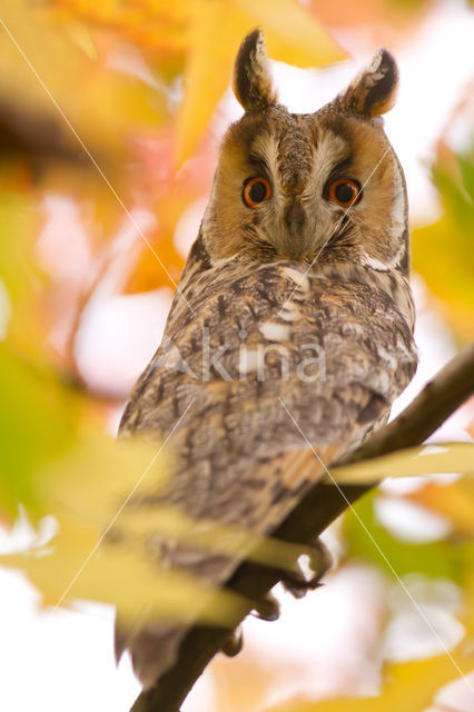 Long-eared Owl (Asio otus)