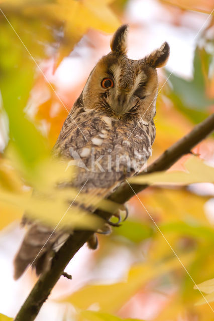 Long-eared Owl (Asio otus)