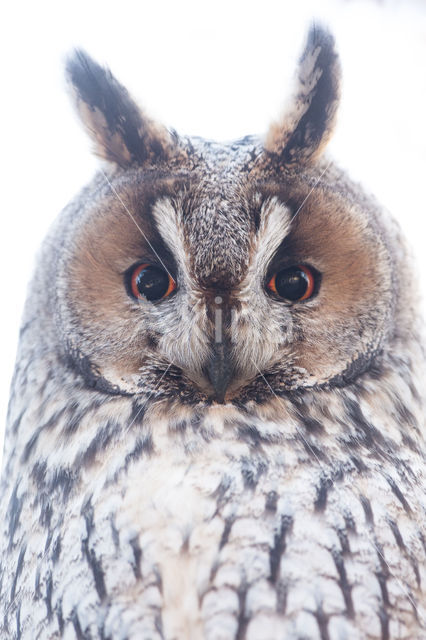 Long-eared Owl (Asio otus)