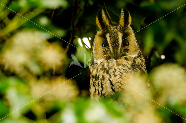 Long-eared Owl (Asio otus)