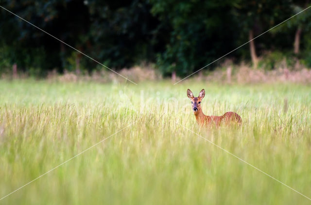 Roe Deer (Capreolus capreolus)