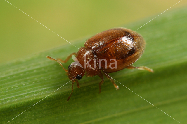 Rhyzobius litura