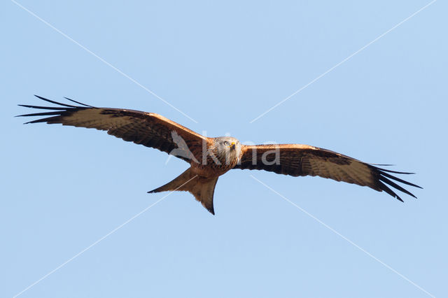 Red Kite (Milvus milvus)