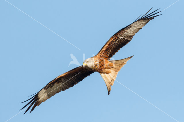 Red Kite (Milvus milvus)