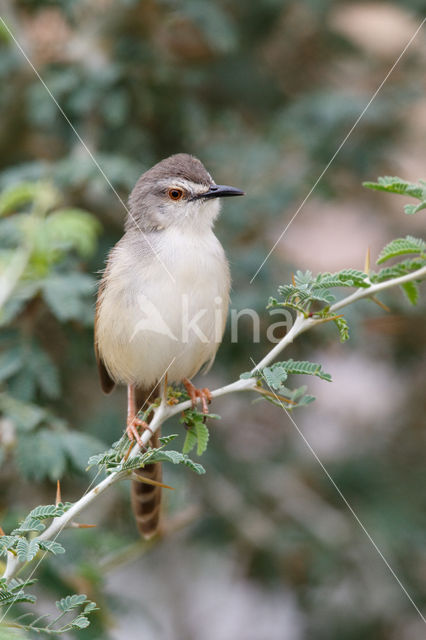 Roestflankprinia (Prinia subflava)