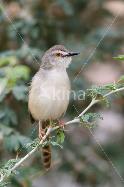 Roestflankprinia (Prinia subflava)