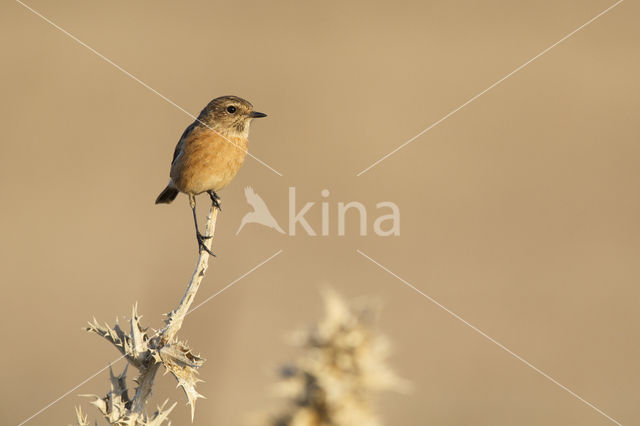 European Stonechat (Saxicola rubicola)