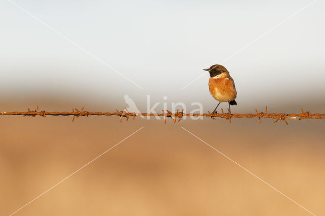 European Stonechat (Saxicola rubicola)