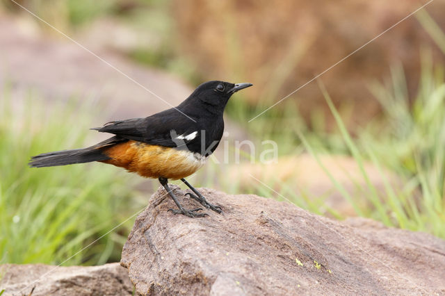 Roodbuikkliftapuit (Thamnolaea cinnamomeiventris)