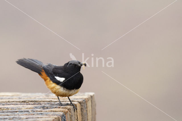 Roodbuikkliftapuit (Thamnolaea cinnamomeiventris)