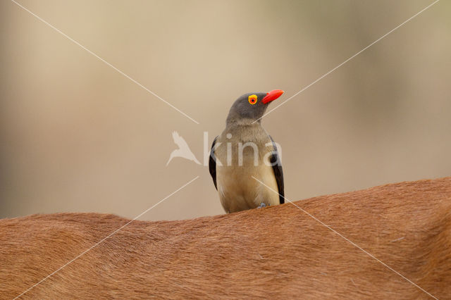 Roodsnavel ossenpikker (Buphagus erythrorhynchus)