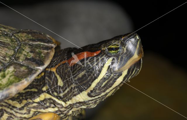 Roodwangschildpad (Trachemys scripta elegans)