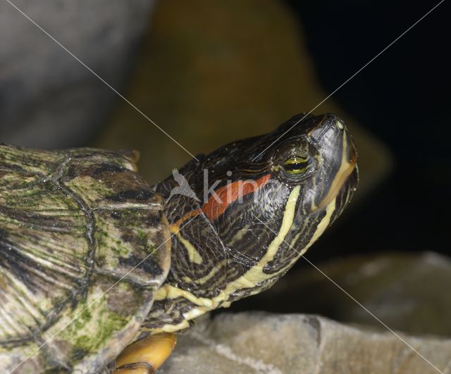 Roodwangschildpad (Trachemys scripta elegans)