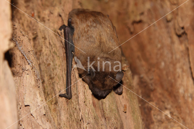 Rosse vleermuis (Nyctalus noctula)