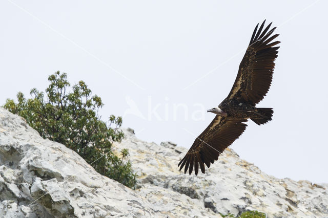 Rüppell' s griffon (Gyps rueppellii)