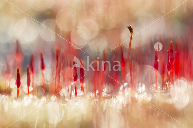 Ruig haarmos (Polytrichum piliferum)