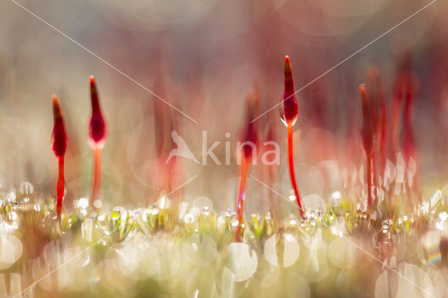 Bristly Haircap (Polytrichum piliferum)