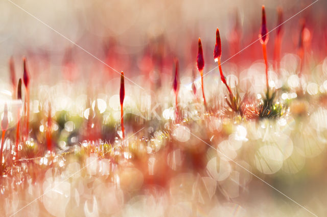 Ruig haarmos (Polytrichum piliferum)